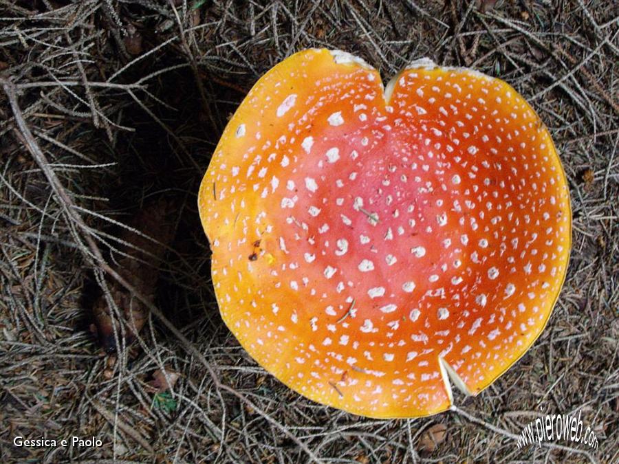 1 AMANITA FALLOIDE.jpg